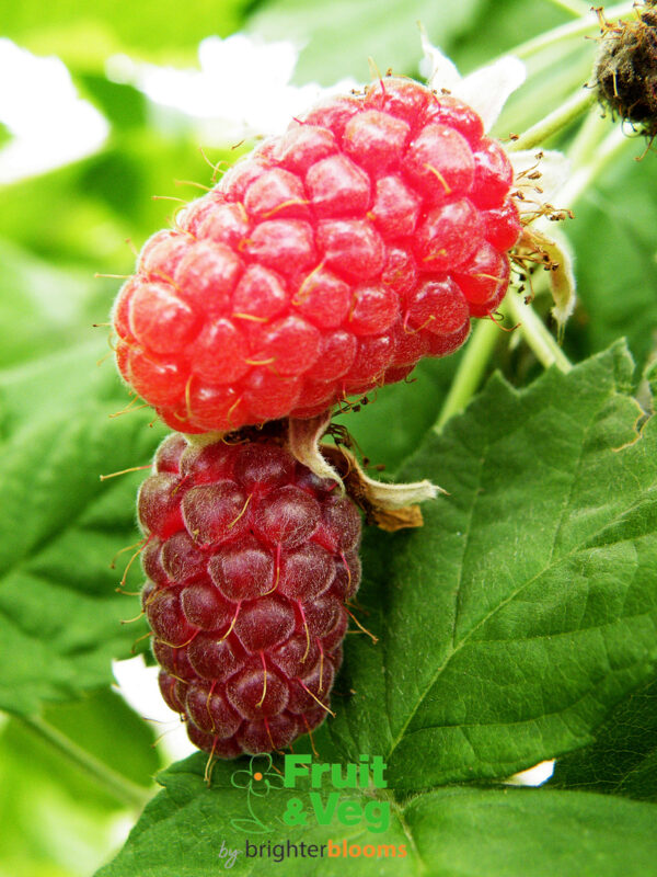 Loganberry