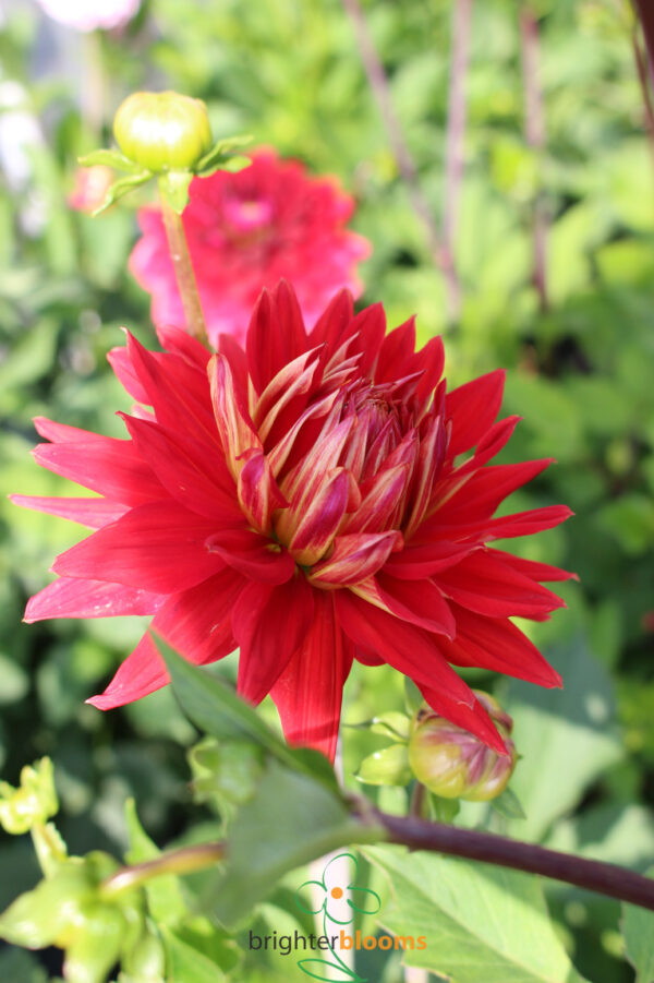 Dahlia Manhattan Island - Image 3