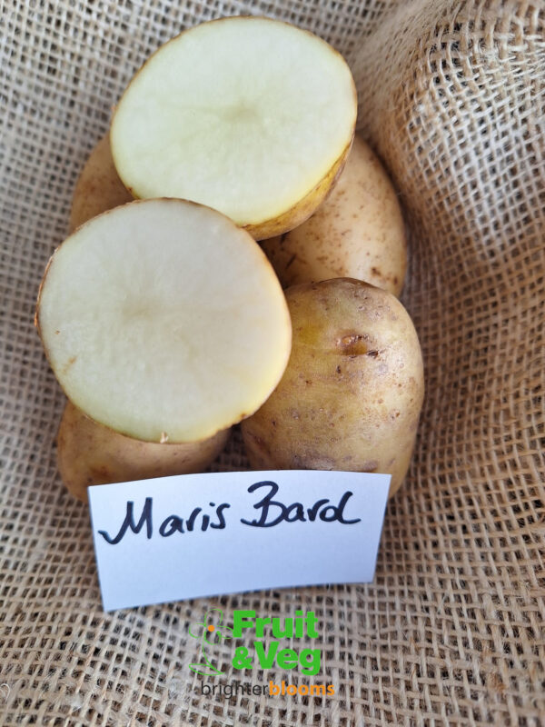 Seed Potato Maris Bard (Organic)