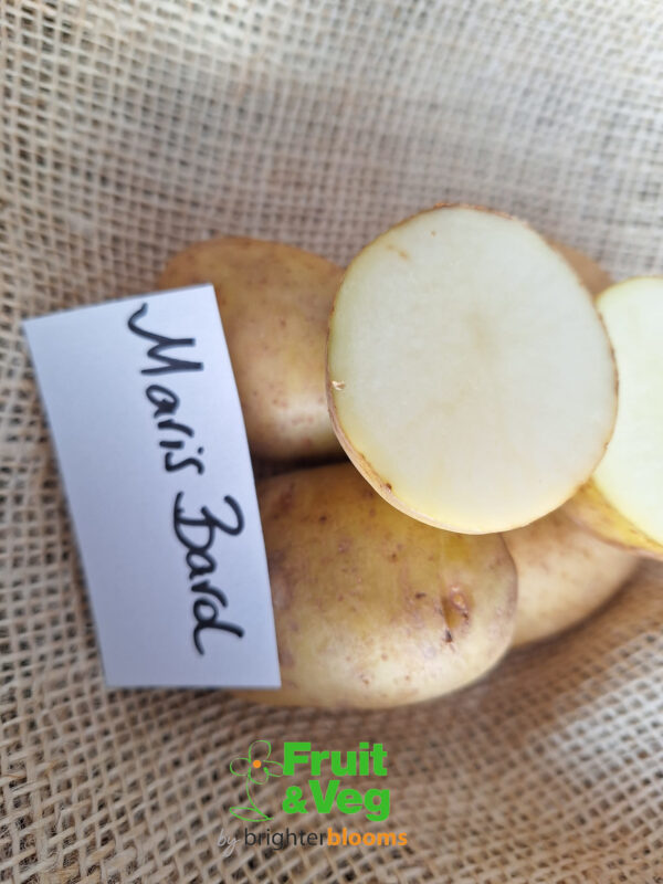 Seed Potato Maris Bard (Organic) - Image 3