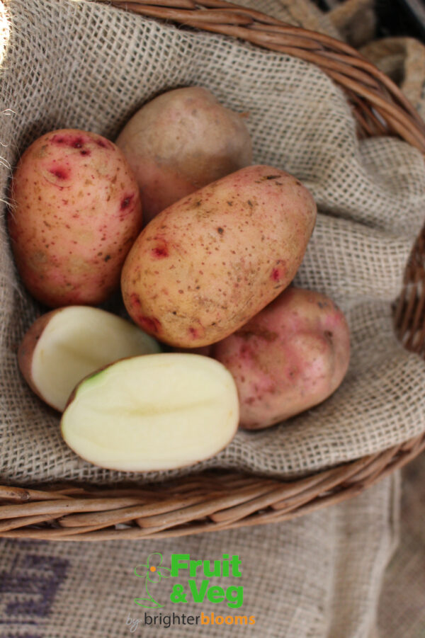 Seed Potato Mary's Rose (Organic) - Image 3