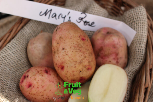 Seed Potato Mary's Rose (Organic)