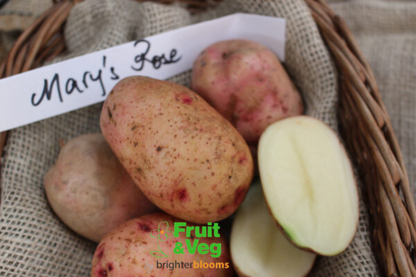 Seed Potato Mary's Rose (Organic) - Image 5