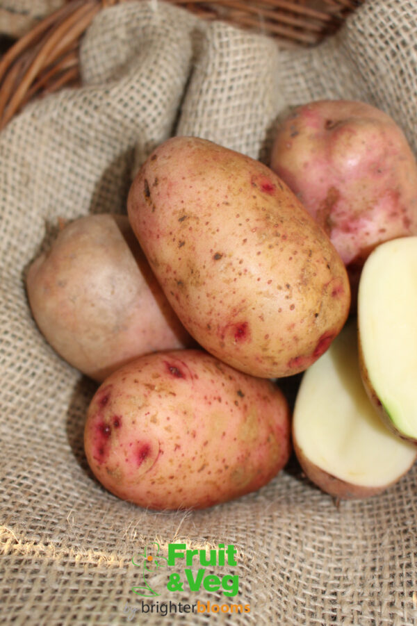 Seed Potato Mary's Rose (Organic) - Image 4