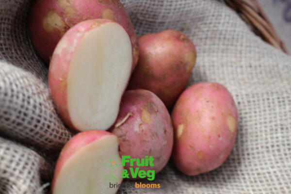 Seed Potato Maxine - Image 3