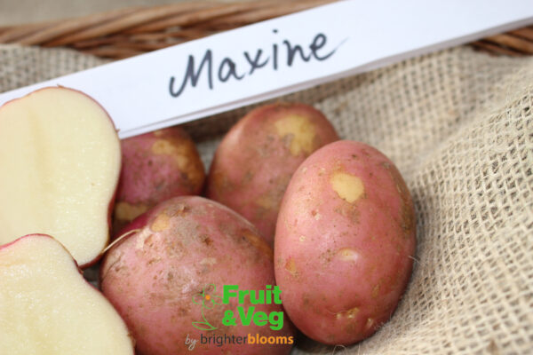 Seed Potato Maxine - Image 5