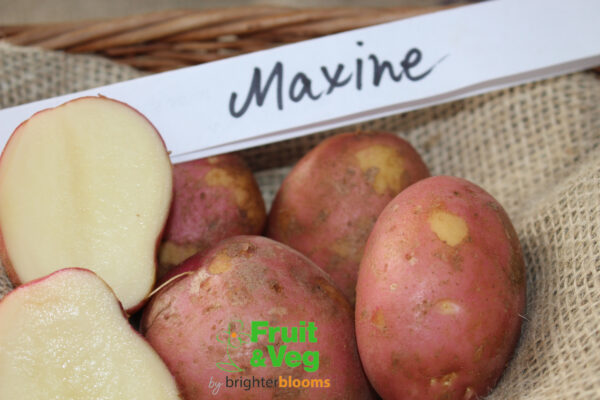 Seed Potato Maxine