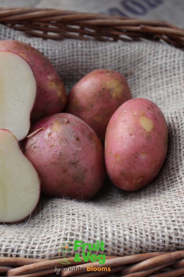 Seed Potato Maxine - Image 4