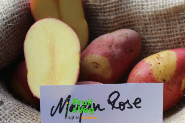 Seed Potato Mayan Rose - Image 3