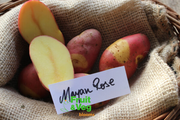 Seed Potato Mayan Rose - Image 4