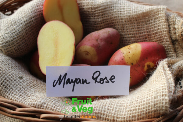 Seed Potato Mayan Rose