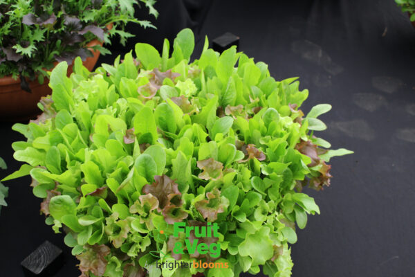 Mesculan Salad Mix