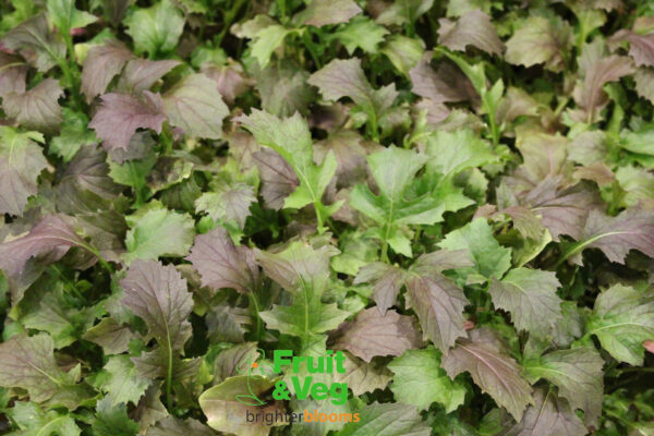 Mizuna Red Knight- Baby Leaf - Image 2
