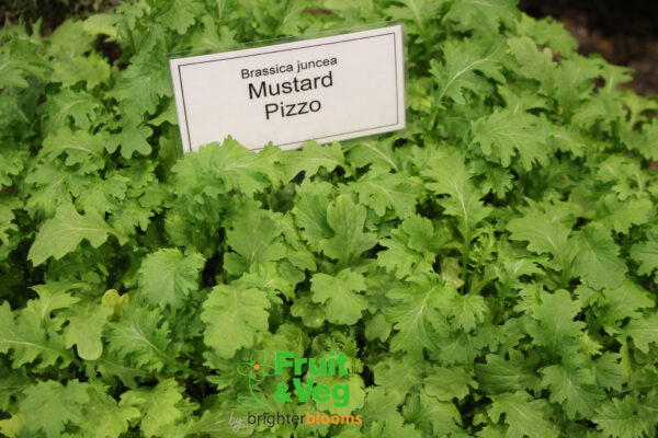 Mustard Pizzo - Baby Leaf - Image 2