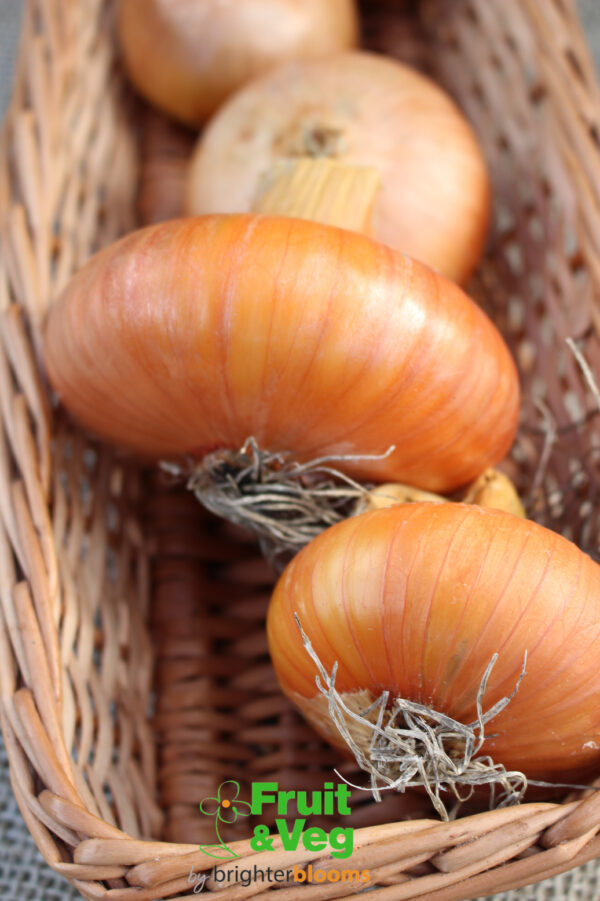Onion Set Stuttgarter