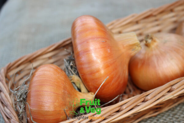 Onion Set Stuttgarter - Image 6