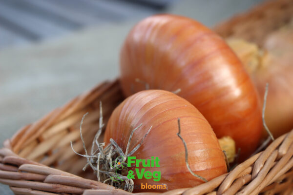 Onion Set Stuttgarter - Image 5
