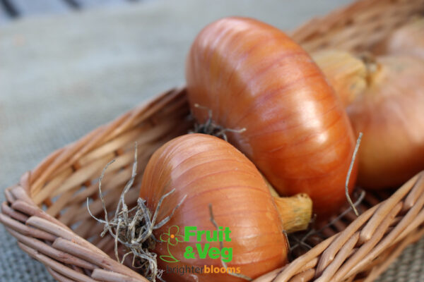 Onion Set Stuttgarter - Image 4