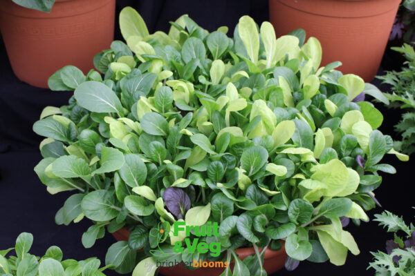 Pak Choi Colour Crunch Mix