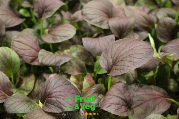 Pak Choi Red Lady F1 - Baby Leaf