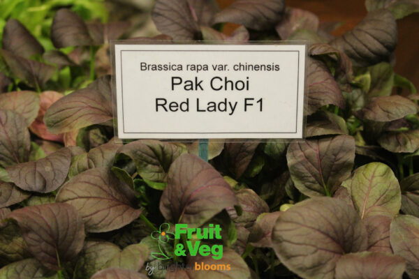 Pak Choi Red Lady F1 - Baby Leaf - Image 2