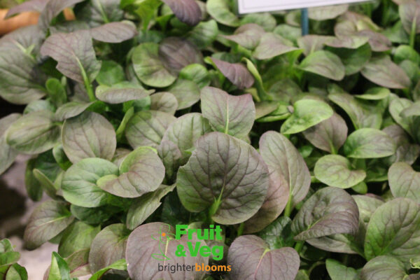 Pak Choi Rubi F1- Baby Leaf