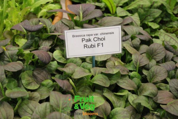 Pak Choi Rubi F1- Baby Leaf - Image 2