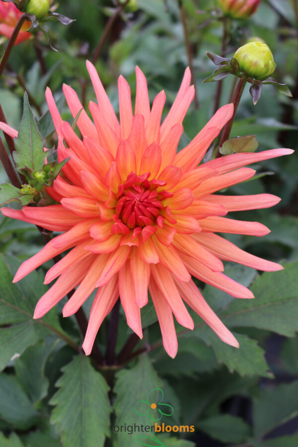 Dahlia Park Record