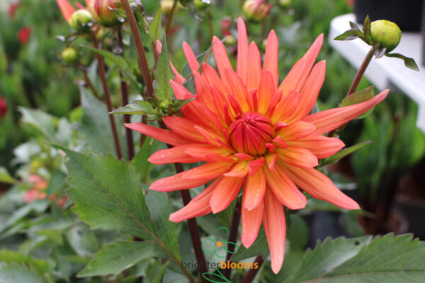 Dahlia Park Record - Image 5