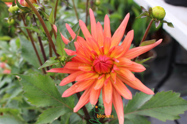 Dahlia Park Record - Image 3