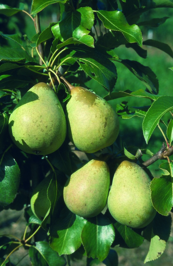 Pear Beth