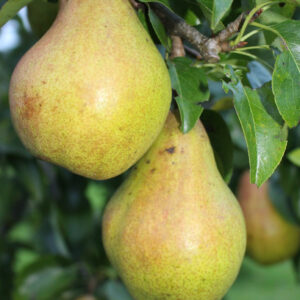 Pear Trees