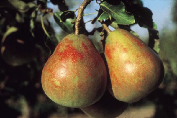 Pear Onward