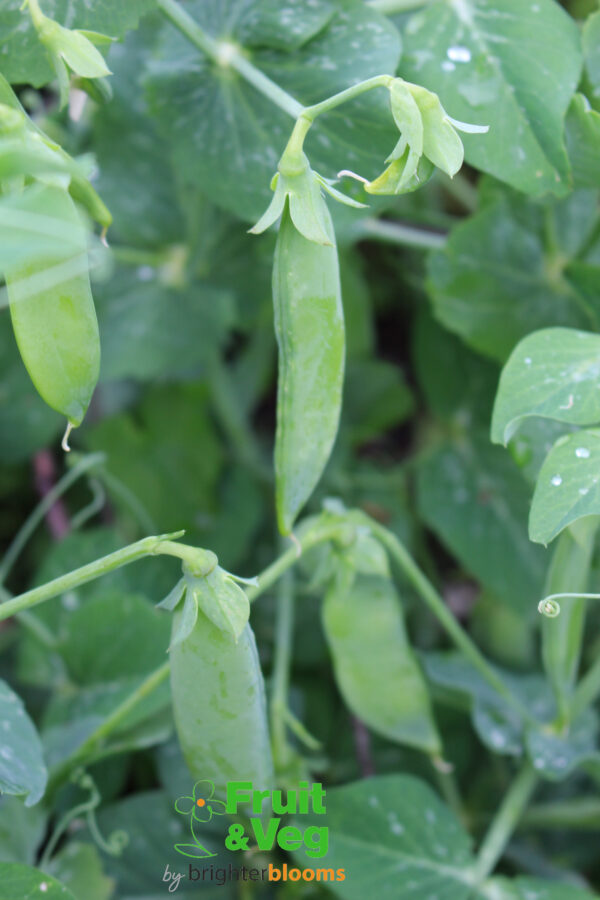 Pea Hurst Greenshaft (Second Early)