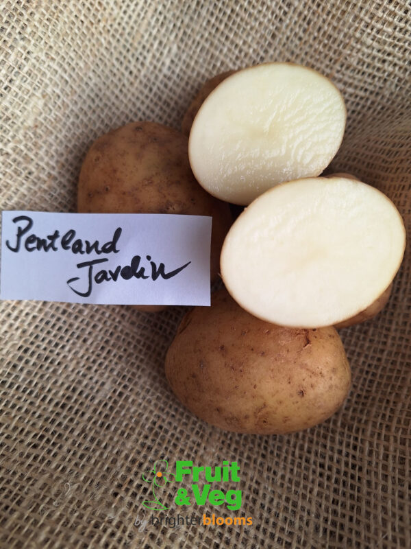Seed Potato Pentland Javelin - Image 3