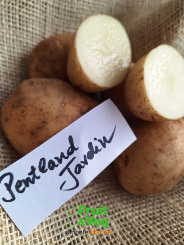 Seed Potato Pentland Javelin