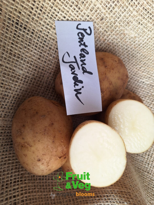Seed Potato Pentland Javelin - Image 4