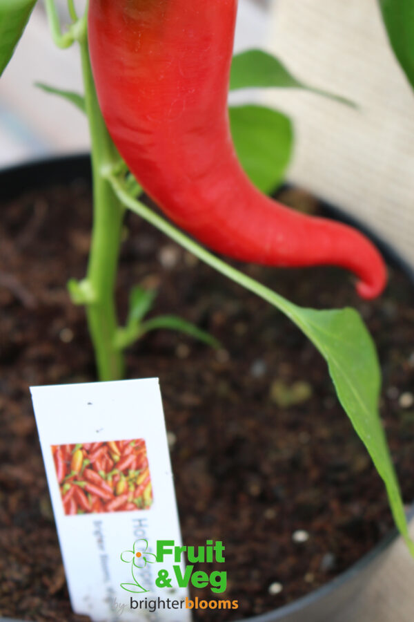 Pepper Cyklon- Hot - Image 3