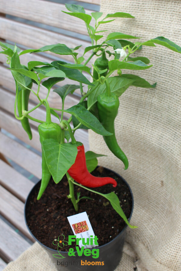 Pepper Cyklon- Hot - Image 4