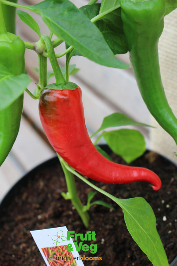 Pepper Cyklon- Hot