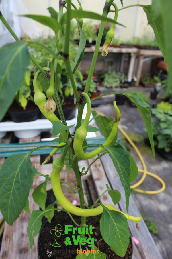 3 Pepper Dracula