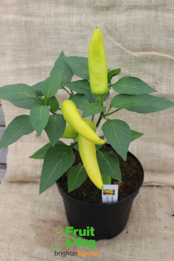 Pepper Hungarian Wax - Hot