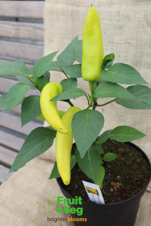 Pepper Hungarian Wax - Hot - Image 2