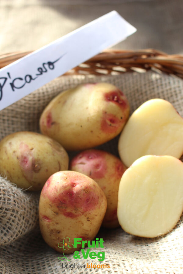 Seed Potato Picasso - Image 3