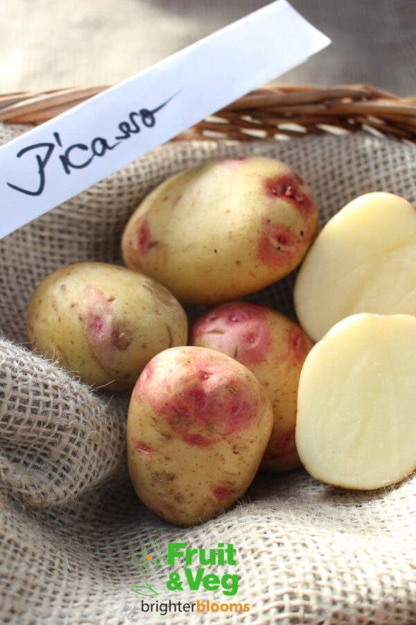 Seed Potato Picasso