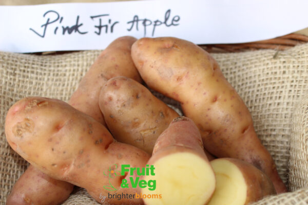 Seed Potato Pink Fir Apple - Image 3