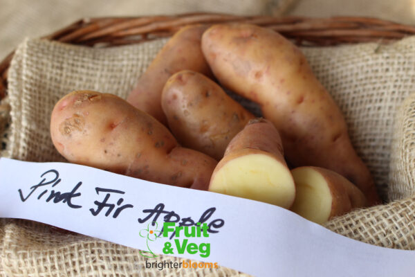 Seed Potato Pink Fir Apple