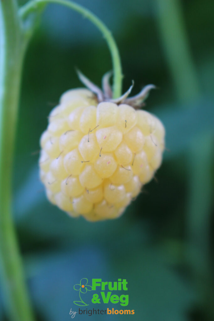 Raspberry All Gold Rhs Raspberry All Gold - Autumn - Grow Veg & Fruit by Brighter Blooms