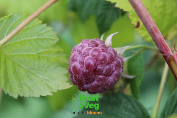 Raspberry Glen Coe