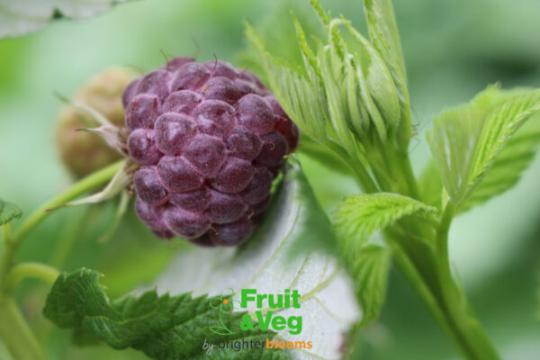 Raspberry Glen Coe - Image 3
